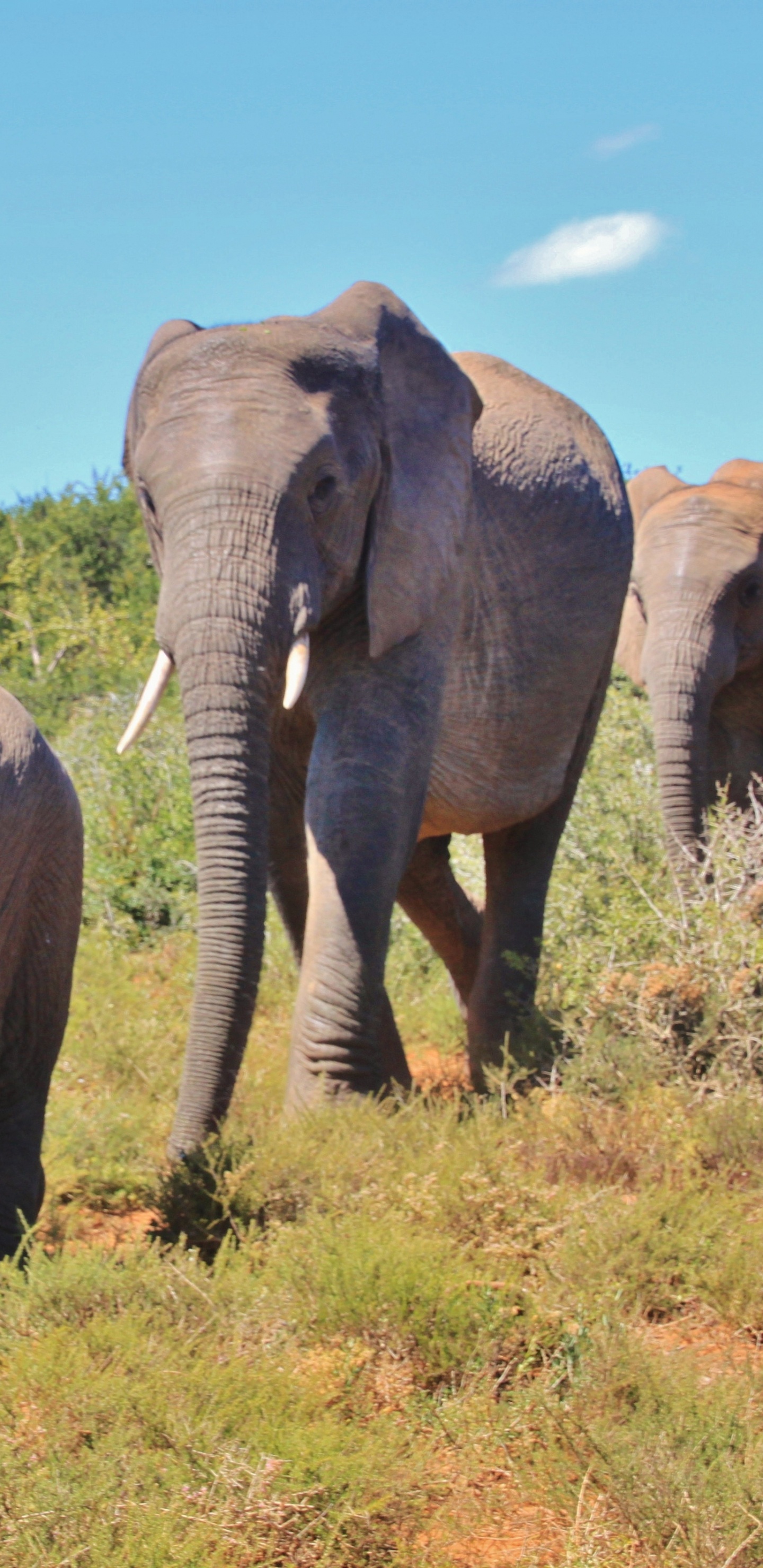 Tres Elefantes en el Campo de Hierba Verde Durante el Día. Wallpaper in 1440x2960 Resolution