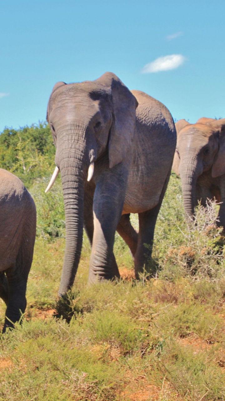 Trois Éléphants Sur le Terrain D'herbe Verte Pendant la Journée. Wallpaper in 720x1280 Resolution