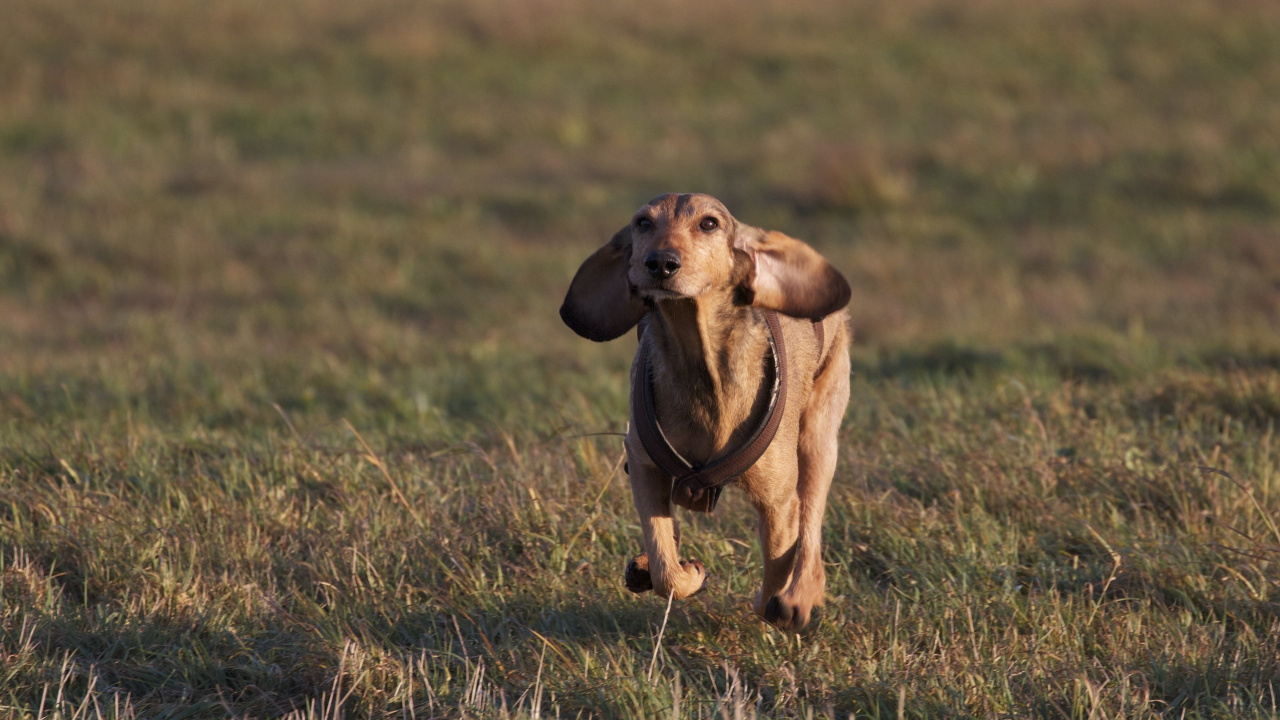 Perro Mediano de Abrigo Corto Marrón Que se Ejecuta en Campo de Hierba Verde Durante el Día. Wallpaper in 1280x720 Resolution