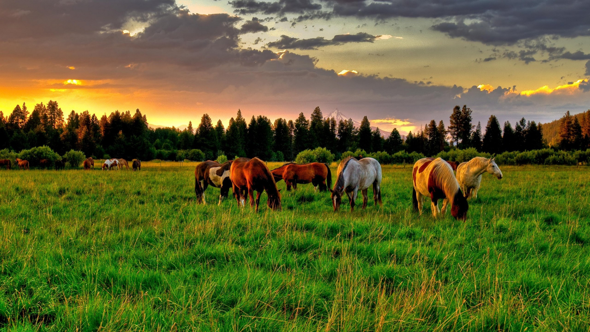 Caballos en el Campo de Hierba Verde Durante el Día. Wallpaper in 1920x1080 Resolution