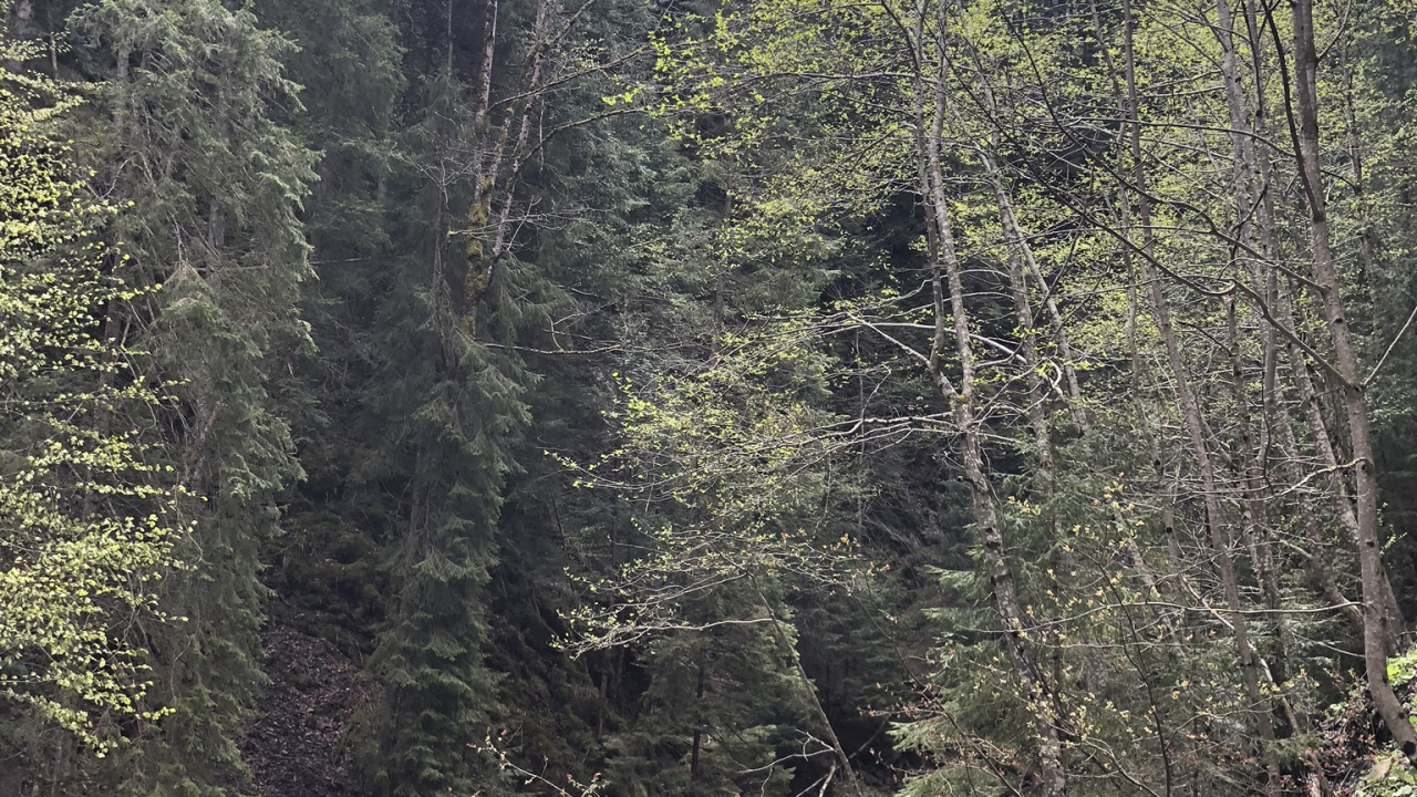 Cárpatos, la Reserva Natural De, Agua, Cuerpo de Agua, Carretera. Wallpaper in 1280x720 Resolution