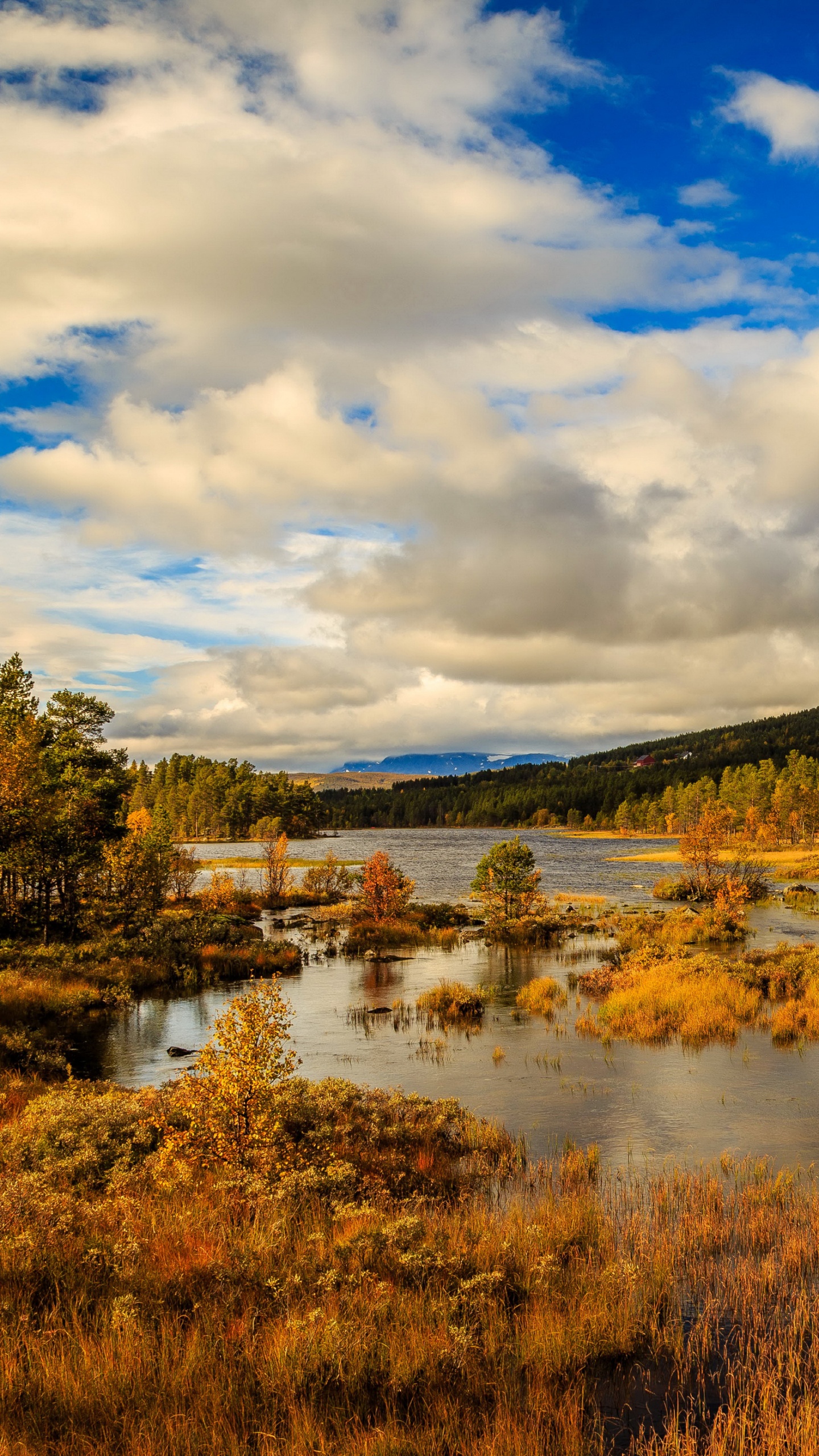 Árboles Verdes Cerca Del Río Bajo un Cielo Azul Durante el Día. Wallpaper in 1440x2560 Resolution