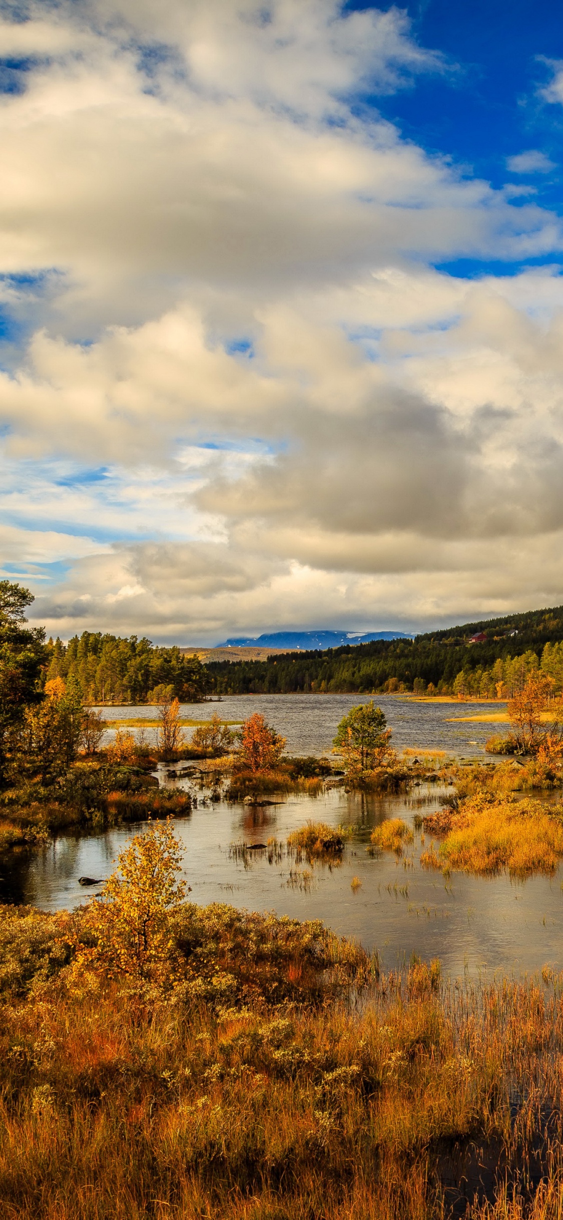 Green Trees Near River Under Blue Sky During Daytime. Wallpaper in 1125x2436 Resolution