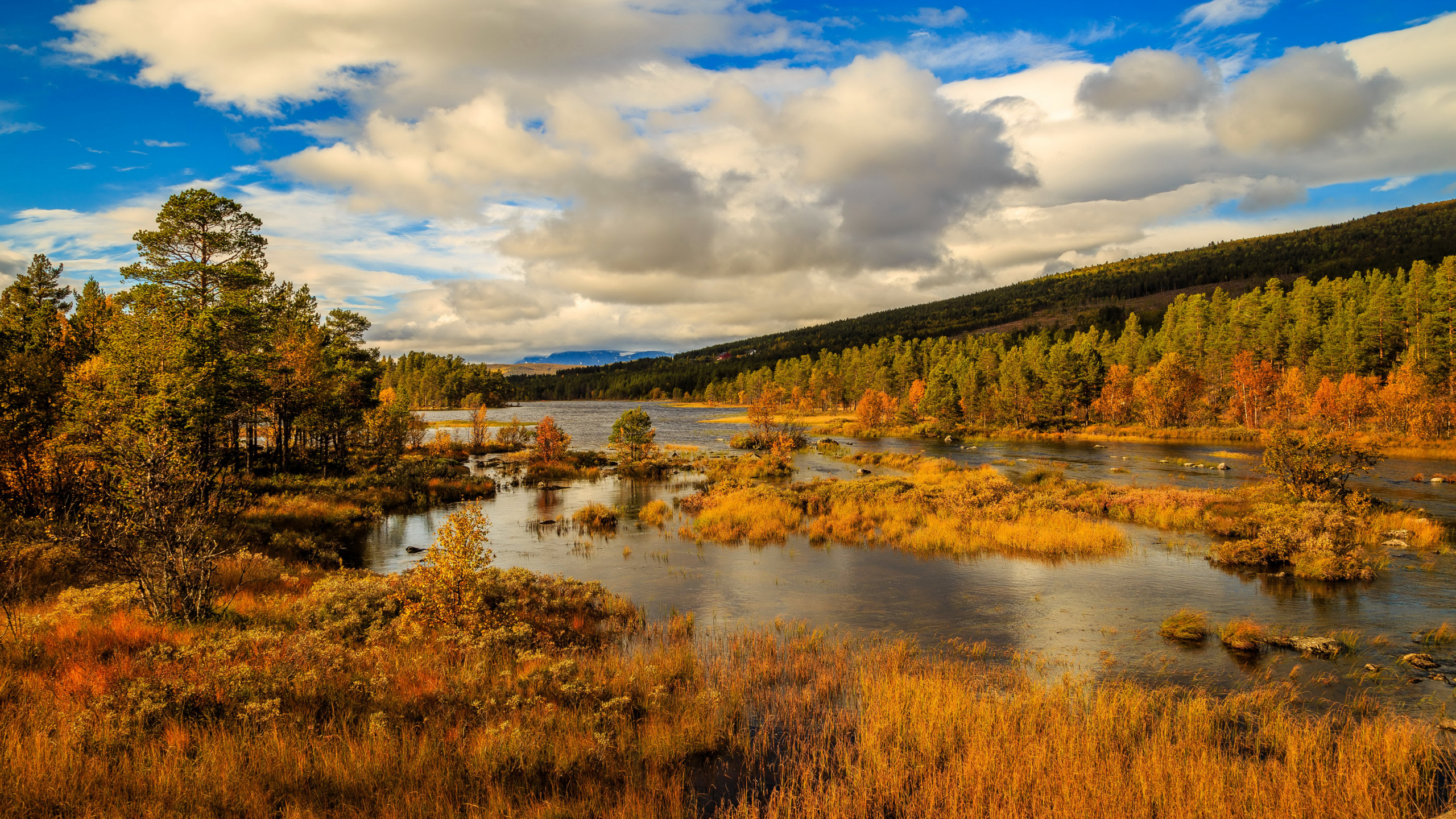 Green Trees Near River Under Blue Sky During Daytime. Wallpaper in 2560x1440 Resolution