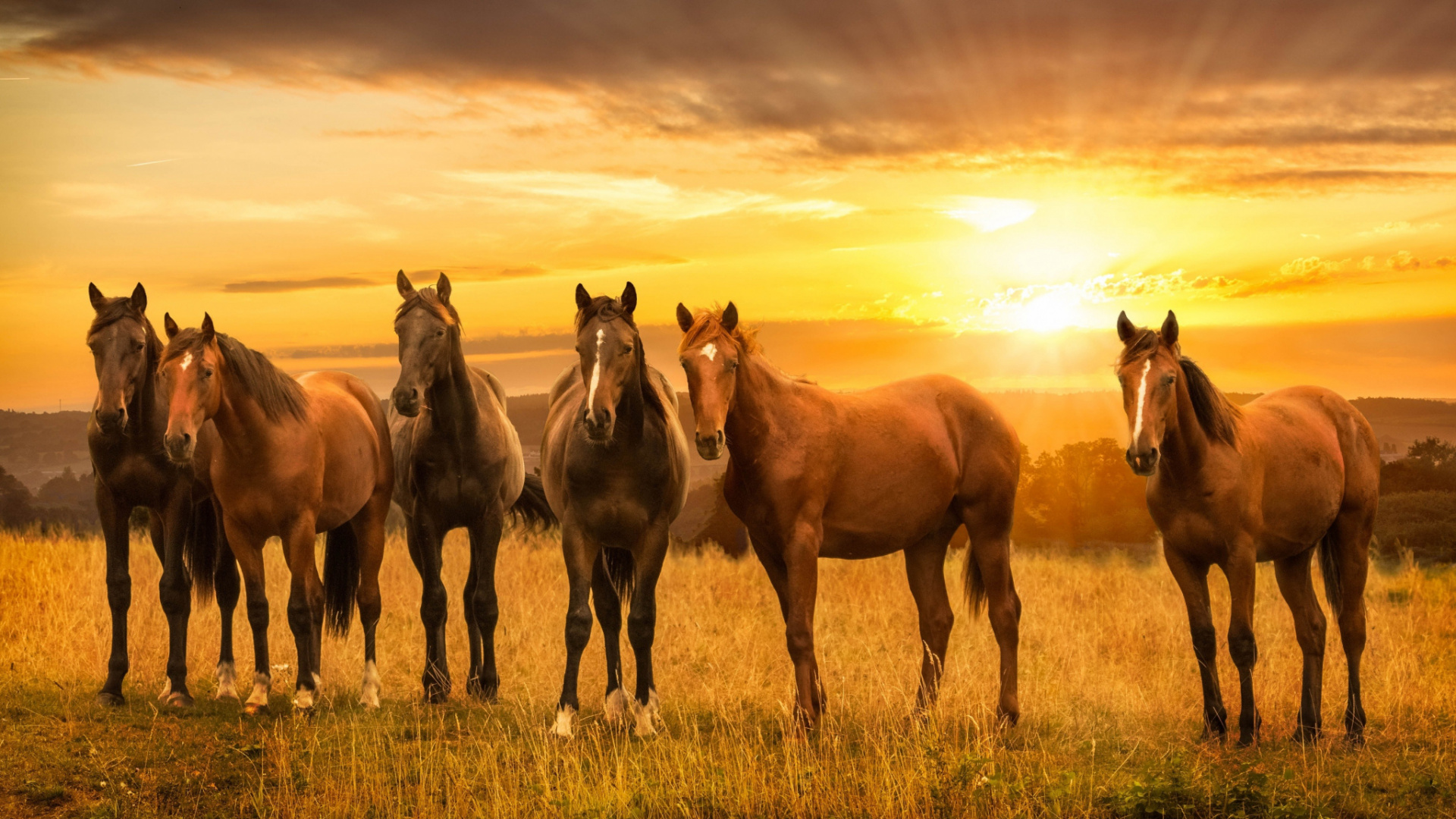 Trois Chevaux Sur le Terrain D'herbe Verte Pendant le Coucher du Soleil. Wallpaper in 1920x1080 Resolution