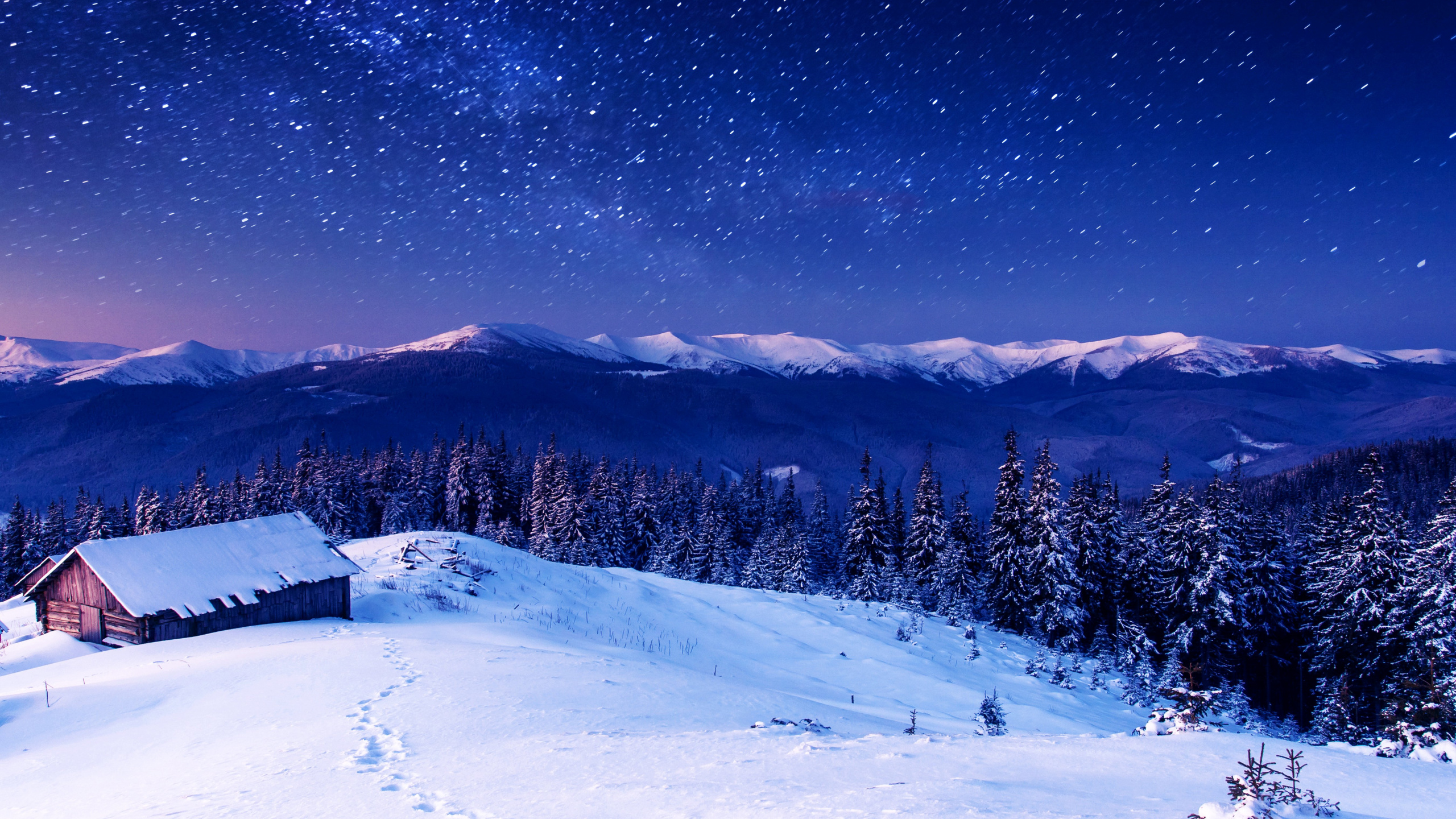 Schneebedeckte Kiefern Und Berge Während Der Nacht. Wallpaper in 2560x1440 Resolution