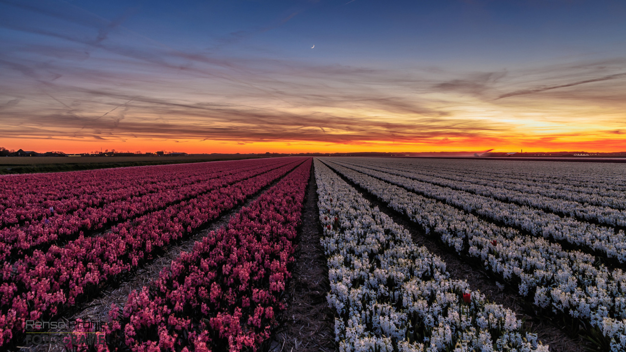 Campo de Flores Moradas Durante la Puesta de Sol. Wallpaper in 1280x720 Resolution