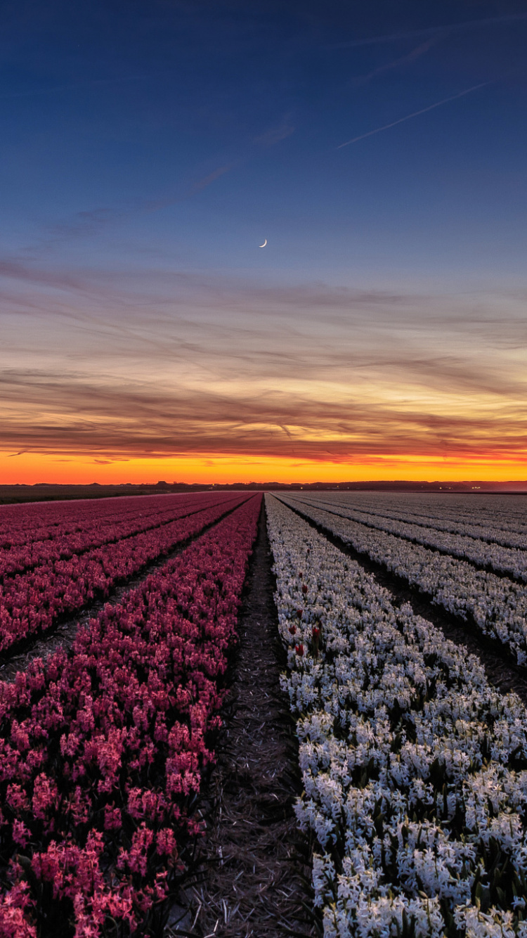 Lila Blumenfeld Bei Sonnenuntergang. Wallpaper in 750x1334 Resolution