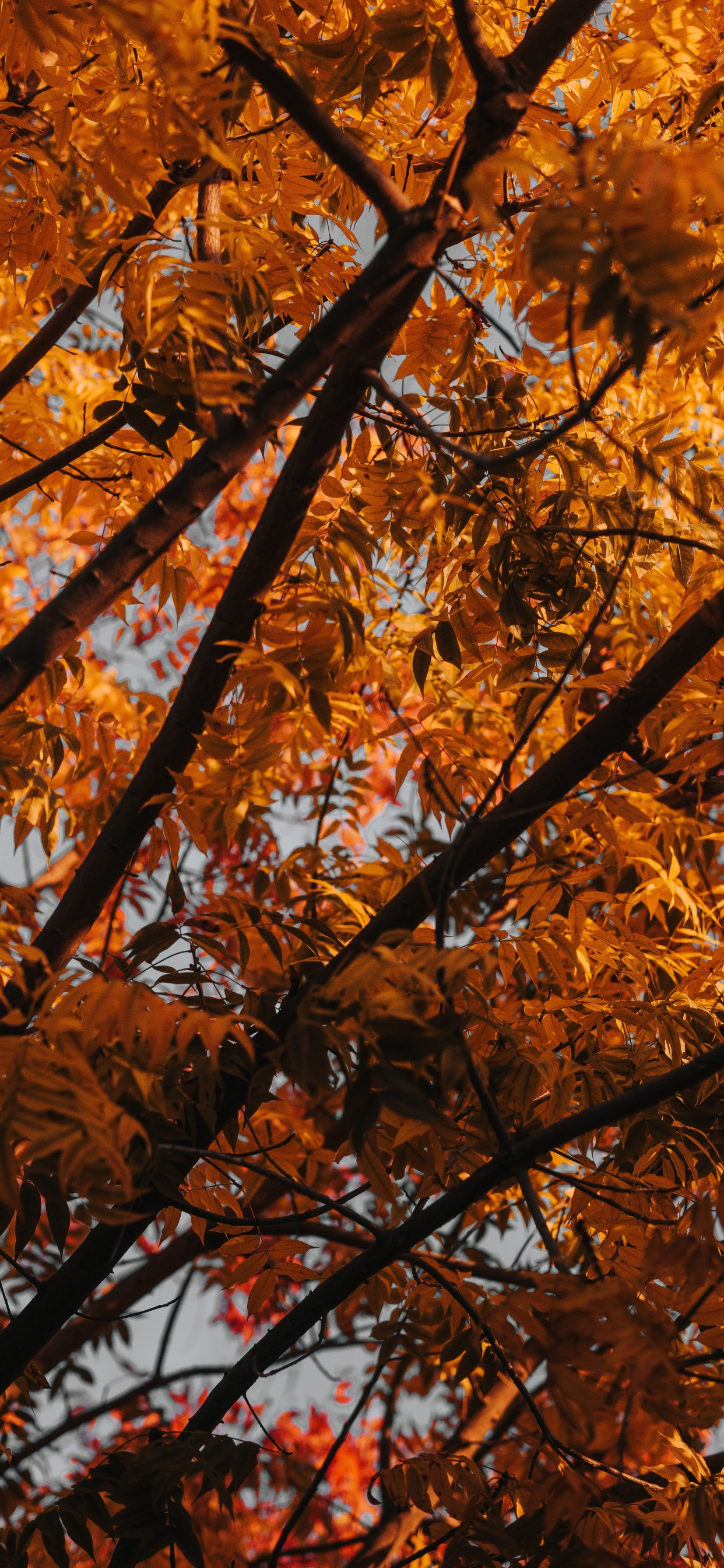 Tree, Branch, Leaf, Deciduous, Autumn. Wallpaper in 1242x2688 Resolution