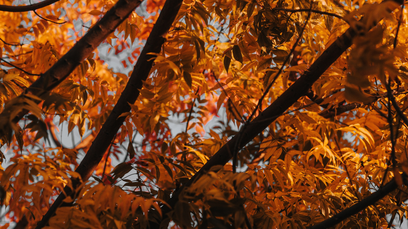 Tree, Branch, Leaf, Deciduous, Autumn. Wallpaper in 1366x768 Resolution