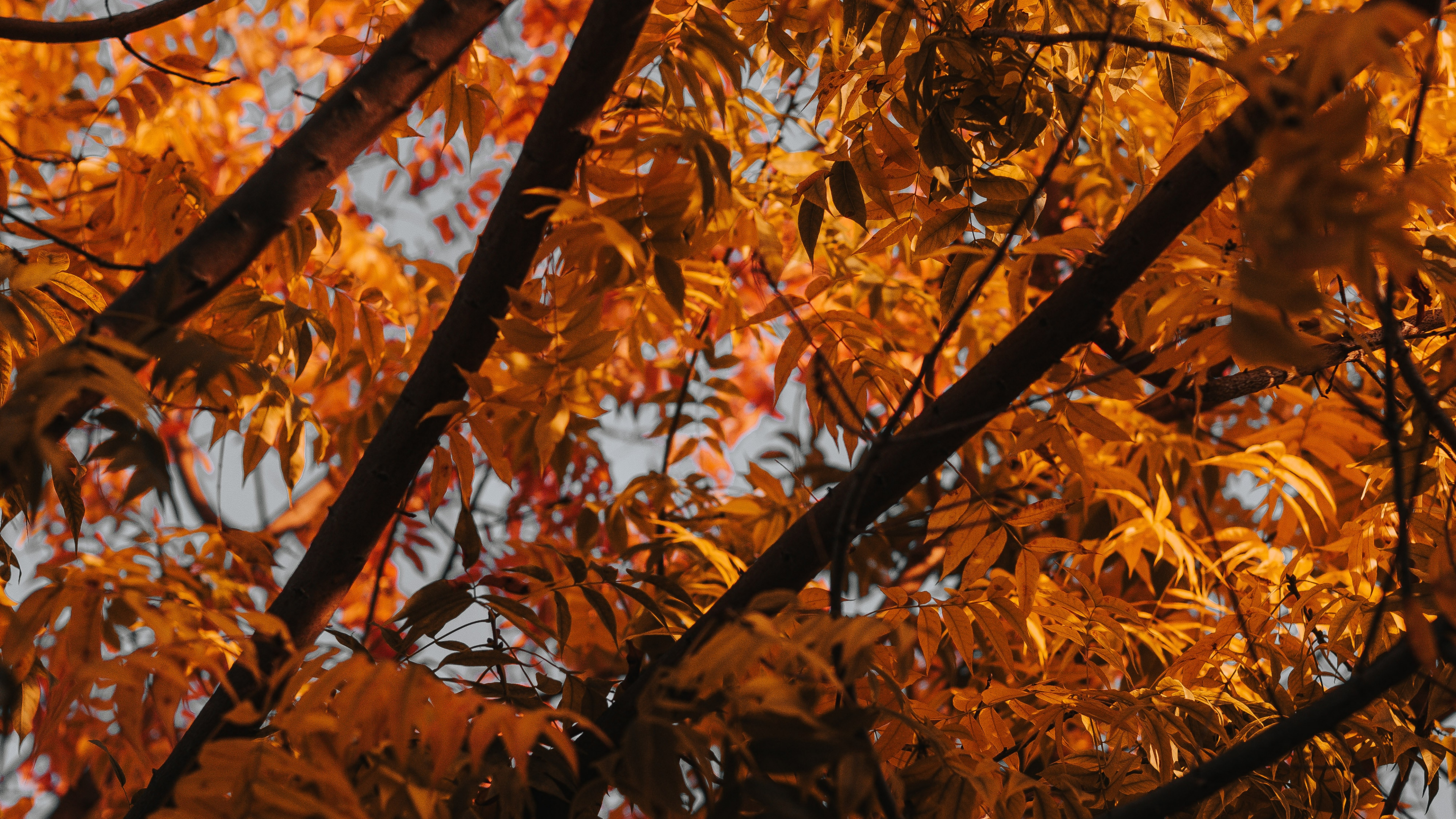 Baum, Branch, Blatt, Laub, Herbst. Wallpaper in 3840x2160 Resolution