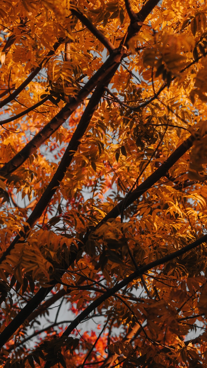 Baum, Branch, Blatt, Laub, Herbst. Wallpaper in 720x1280 Resolution