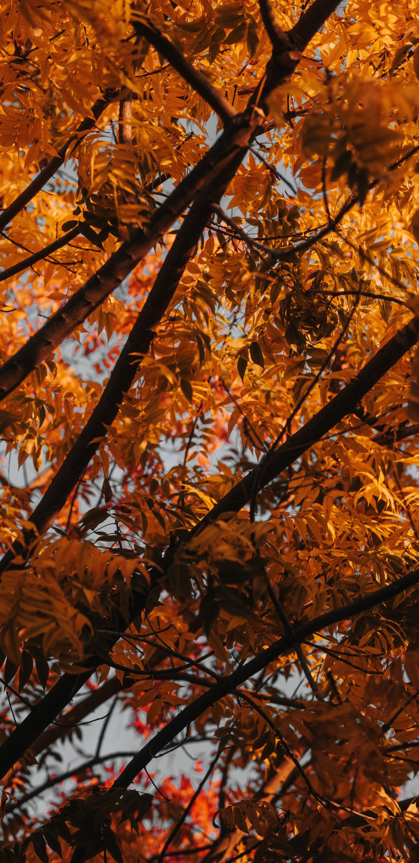 落叶, 木本植物, 北木质森林, 橙色, 树枝 壁纸 1440x2960 允许