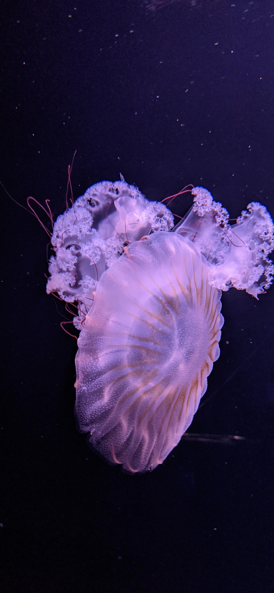 Jellyfish, Marine Biology, Science, Marine Invertebrates, Plant. Wallpaper in 1125x2436 Resolution