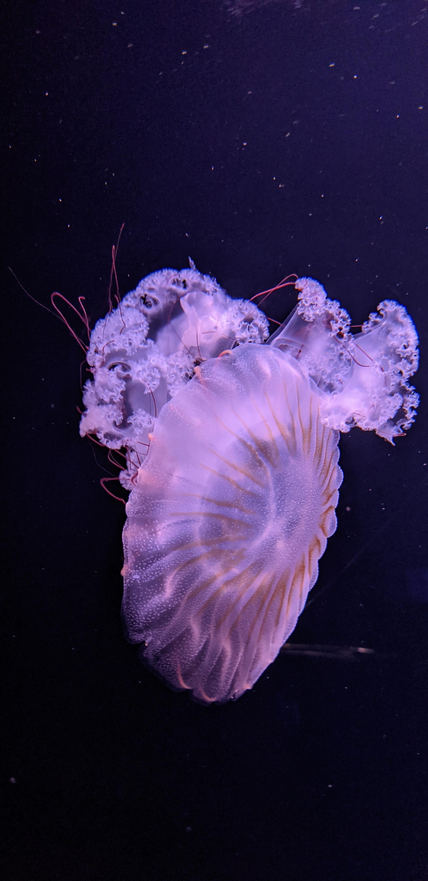 Méduse, Biologie Marine, Sciences, Les Invertébrés Marins, la Bioluminescence. Wallpaper in 1440x2960 Resolution