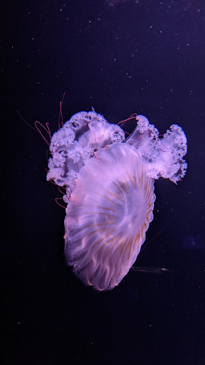 Méduse, Biologie Marine, Sciences, Les Invertébrés Marins, la Bioluminescence. Wallpaper in 720x1280 Resolution