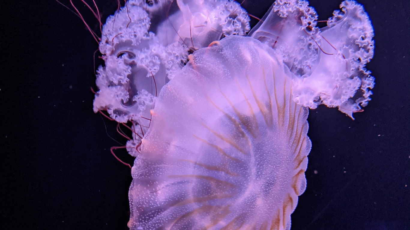 Qualle, Marine Biologie, Wissenschaft, Wirbellose, Biolumineszenz. Wallpaper in 1366x768 Resolution