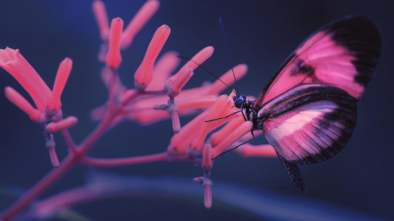 Papillon Rouge et Noir Perché Sur Une Fleur Rouge en Photographie Rapprochée. Wallpaper in 1366x768 Resolution