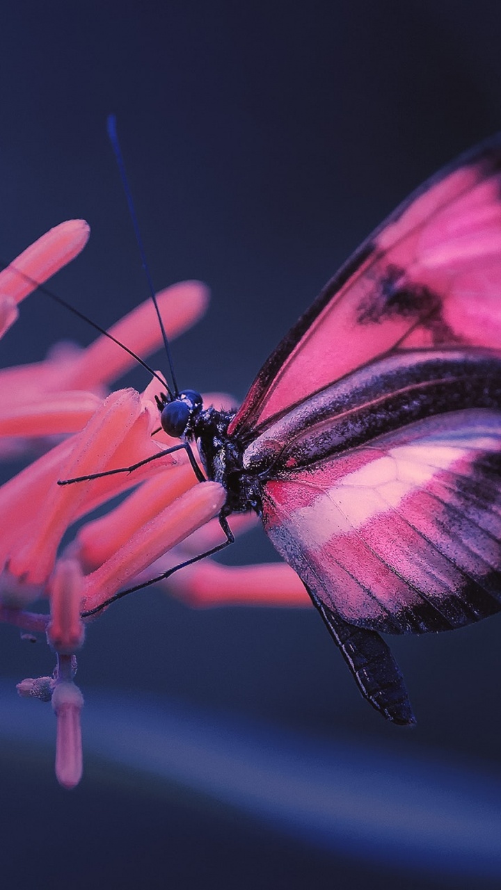 Papillon Rouge et Noir Perché Sur Une Fleur Rouge en Photographie Rapprochée. Wallpaper in 720x1280 Resolution