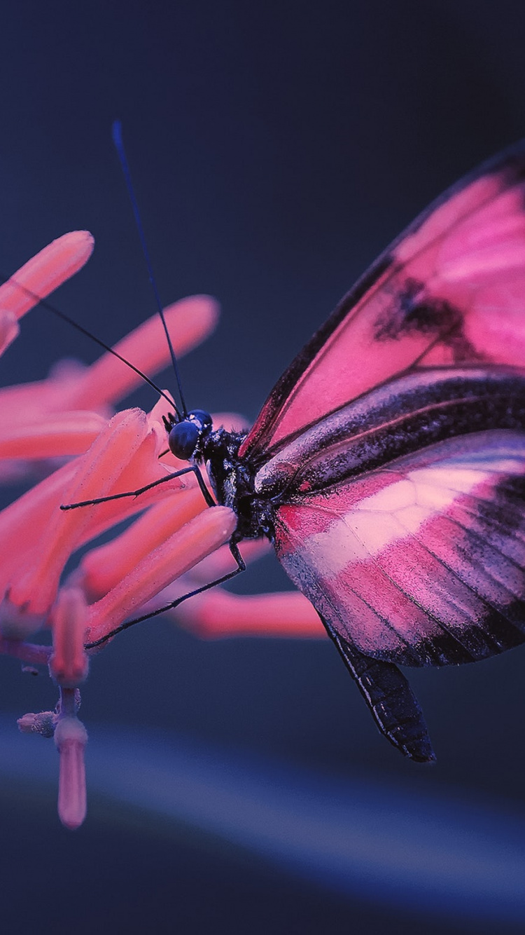 Roter Und Schwarzer Schmetterling Thront Auf Roter Blume in Nahaufnahme. Wallpaper in 750x1334 Resolution