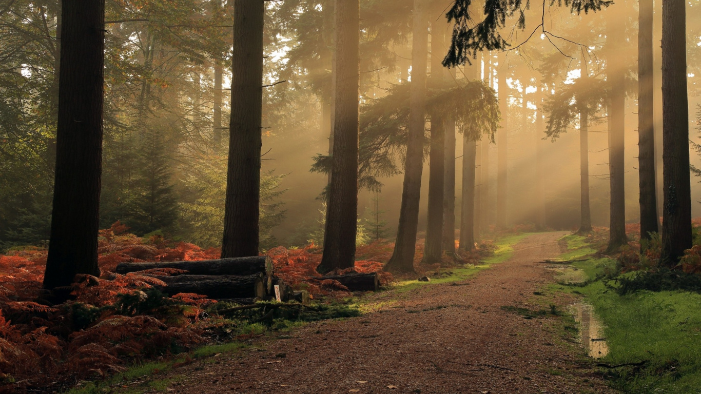 Arbres Bruns Sur Sol Brun. Wallpaper in 1366x768 Resolution