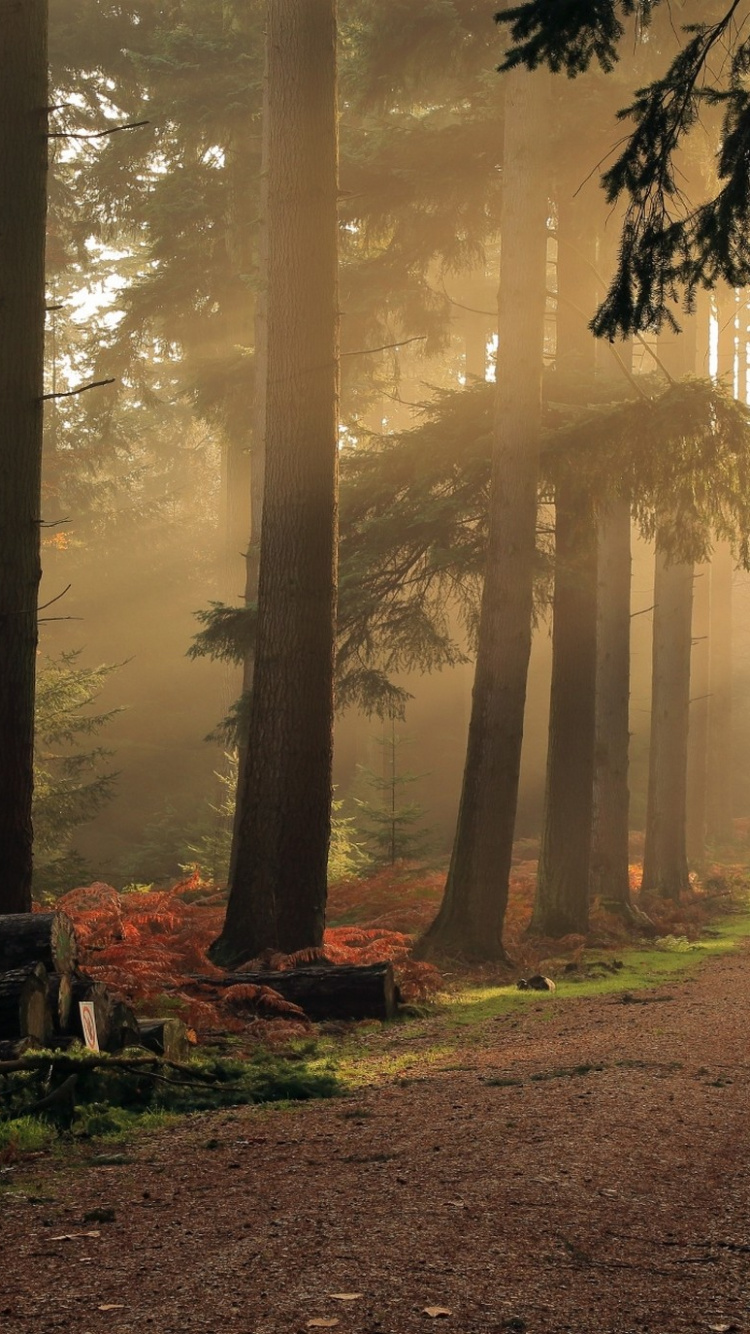 Arbres Bruns Sur Sol Brun. Wallpaper in 750x1334 Resolution