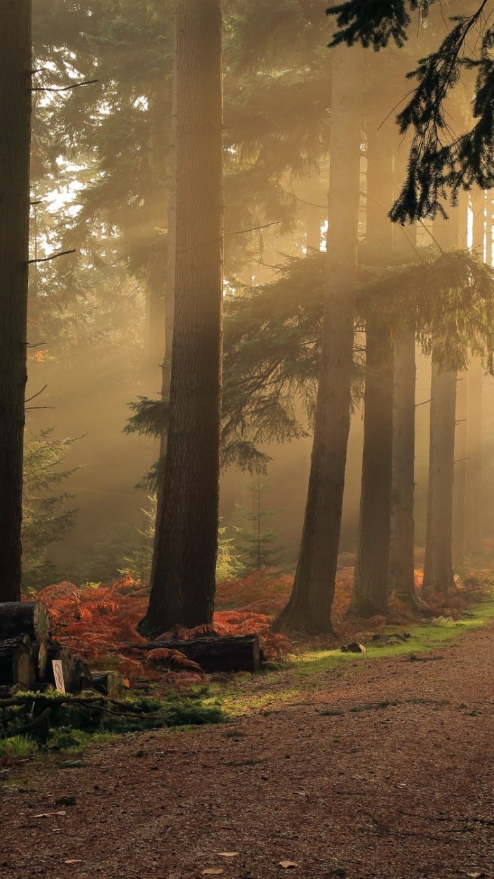 Árboles Marrones en Suelo Marrón. Wallpaper in 720x1280 Resolution