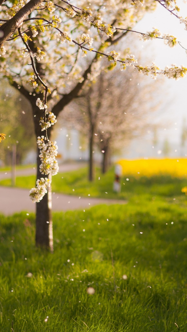 Brauner Baum Auf Grüner Wiese Tagsüber. Wallpaper in 750x1334 Resolution