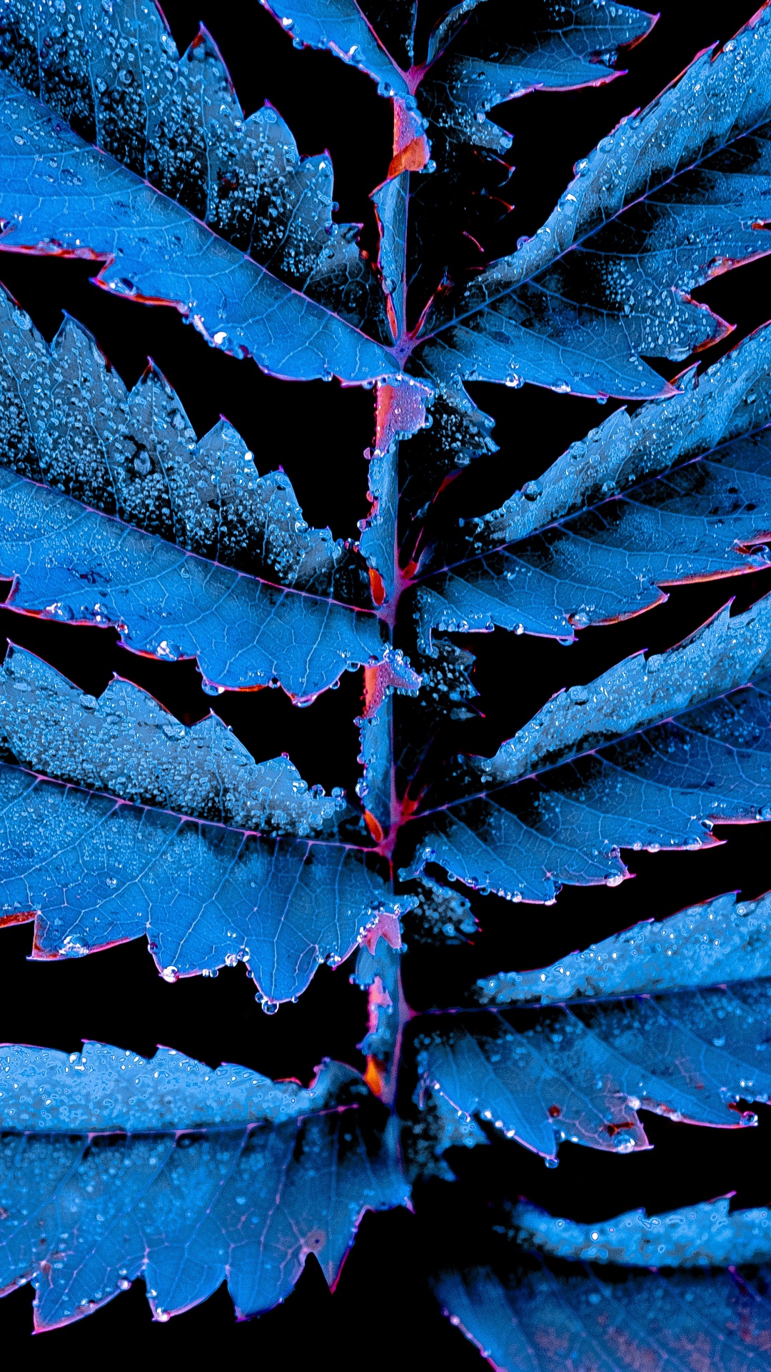 Blatt, Blau, Baum, Fabrik, Himmel. Wallpaper in 1080x1920 Resolution