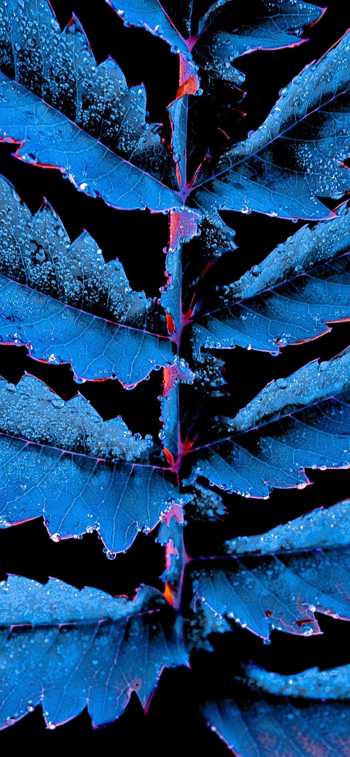Blatt, Blau, Baum, Fabrik, Himmel. Wallpaper in 1125x2436 Resolution