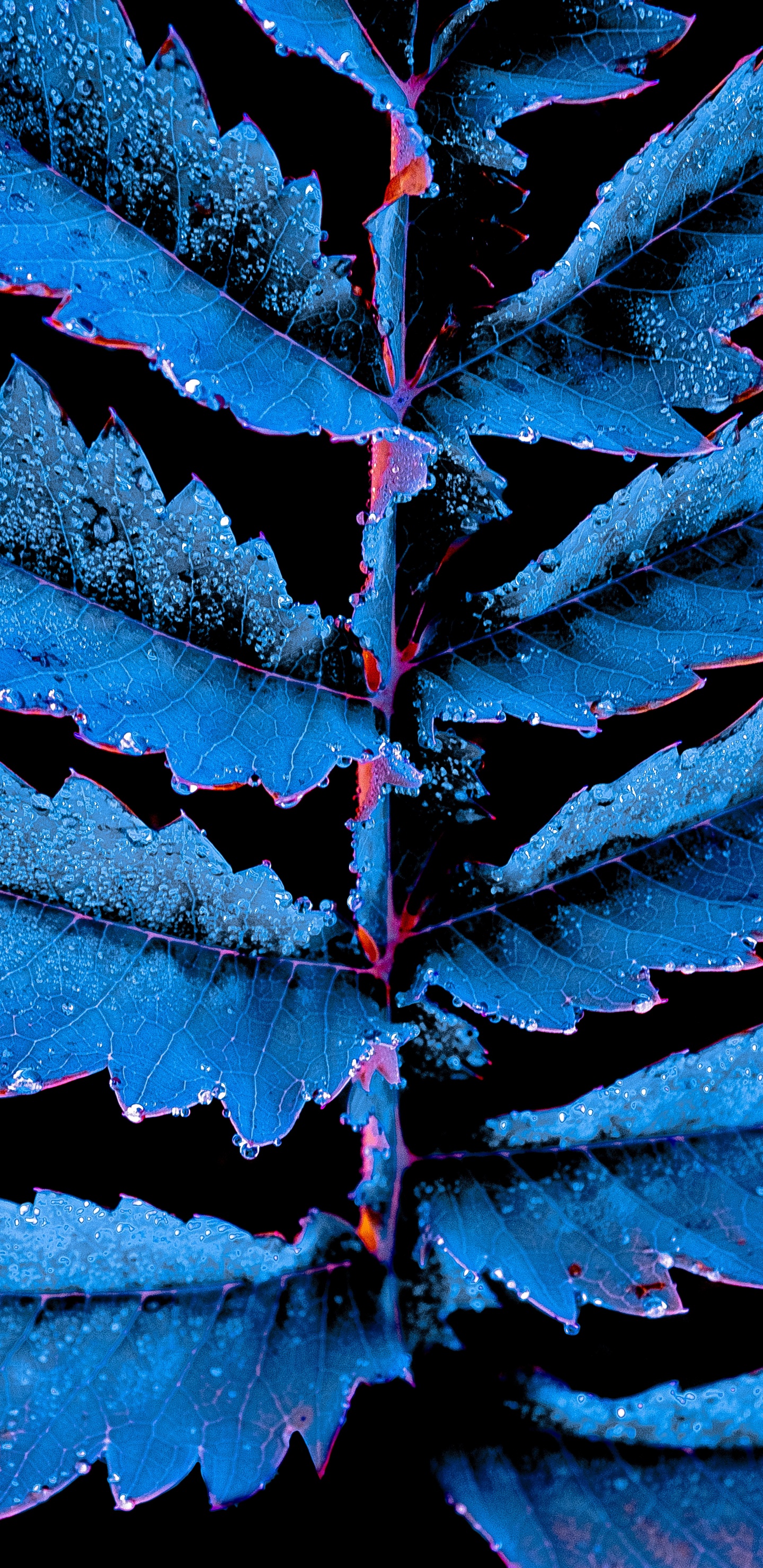 Blatt, Blau, Baum, Fabrik, Himmel. Wallpaper in 1440x2960 Resolution