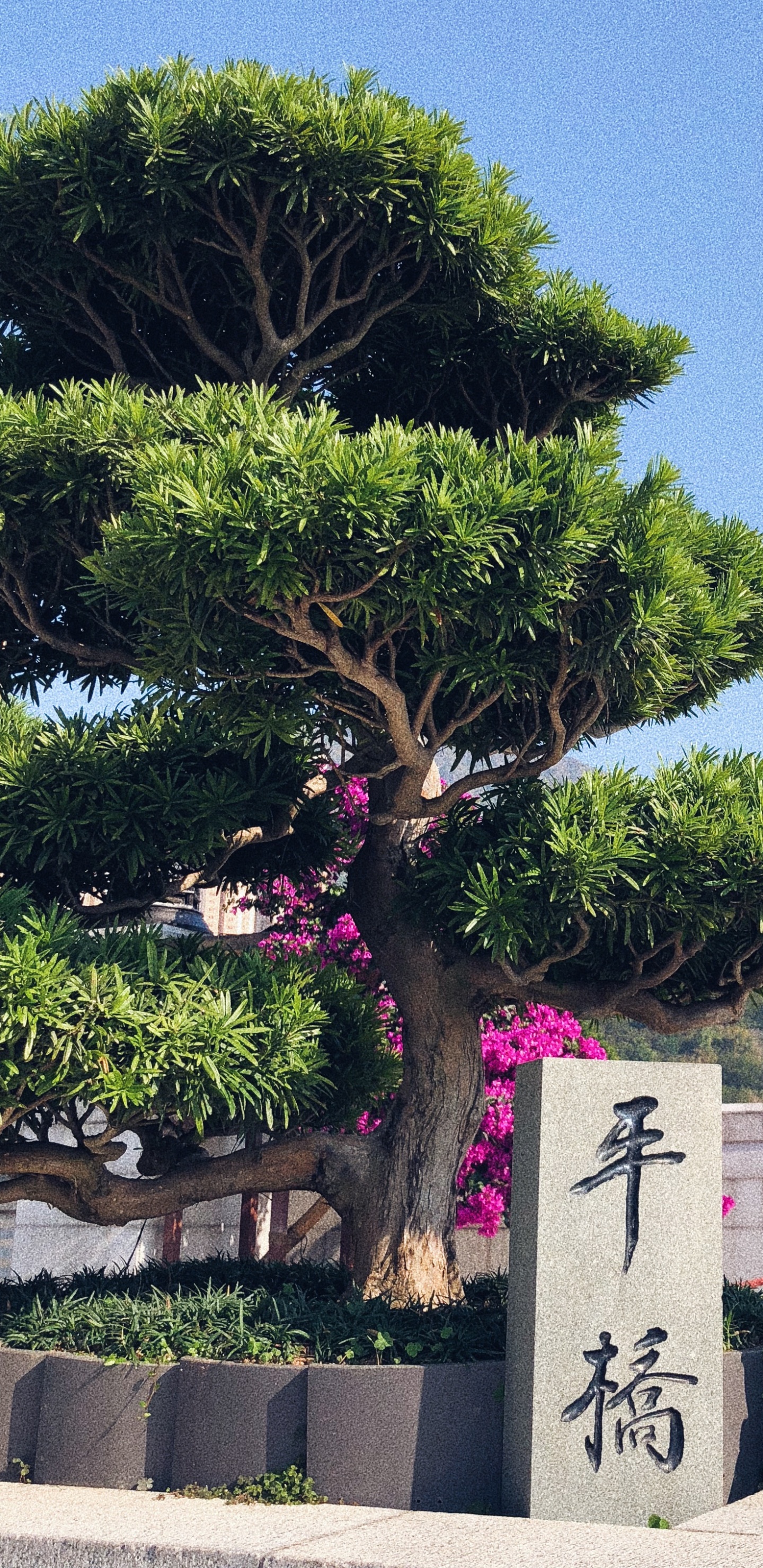 Hong Kong, Bonsai, Biología, Ciencia, Planta Leñosa. Wallpaper in 1440x2960 Resolution
