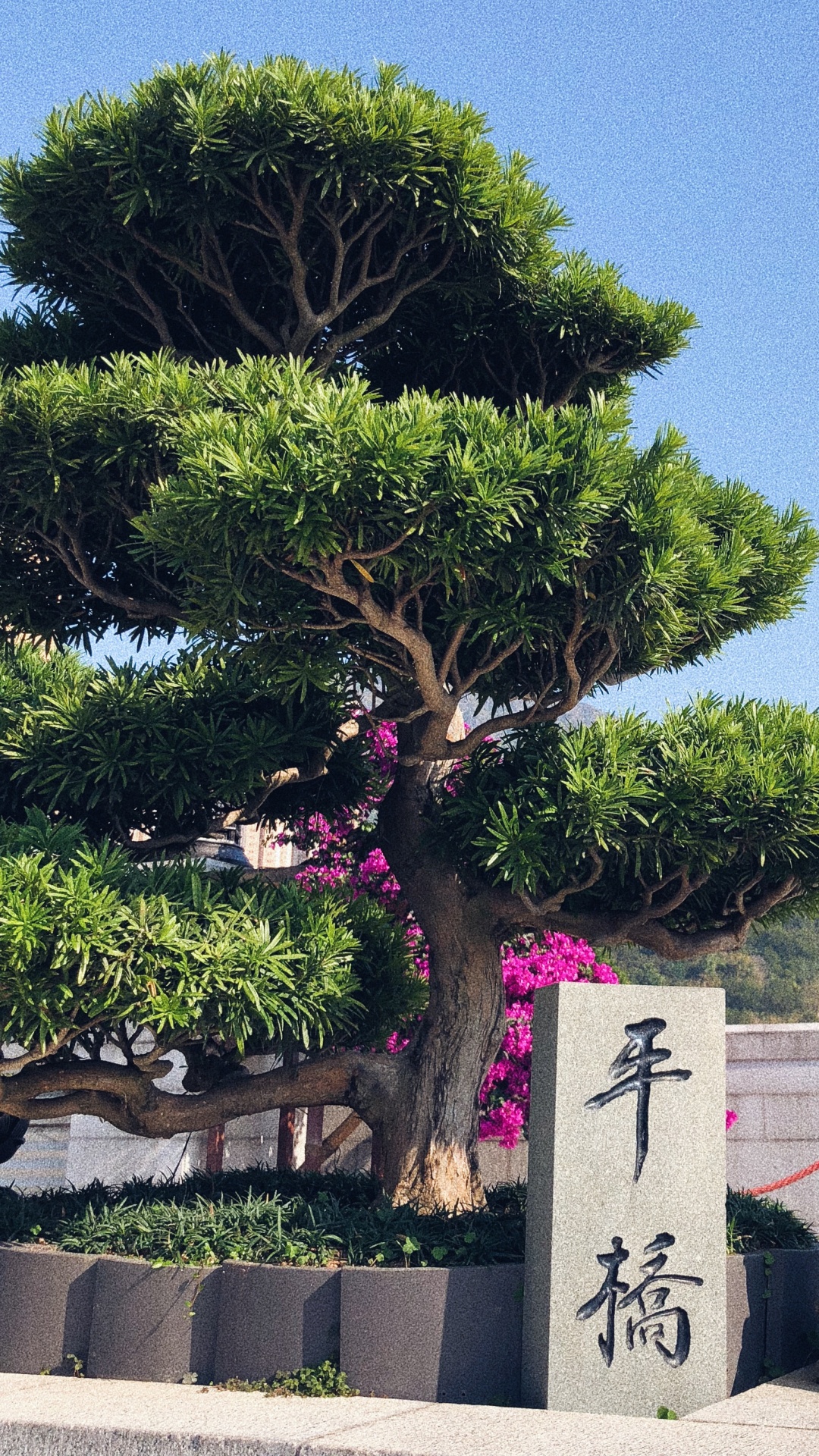 Hong Kong, Tree, Bonsai, Biology, Science. Wallpaper in 1080x1920 Resolution
