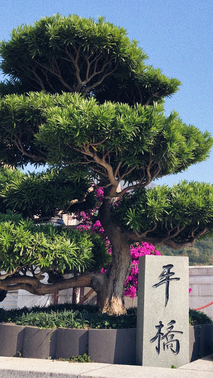 Hong Kong, Tree, Bonsai, Biology, Science. Wallpaper in 720x1280 Resolution