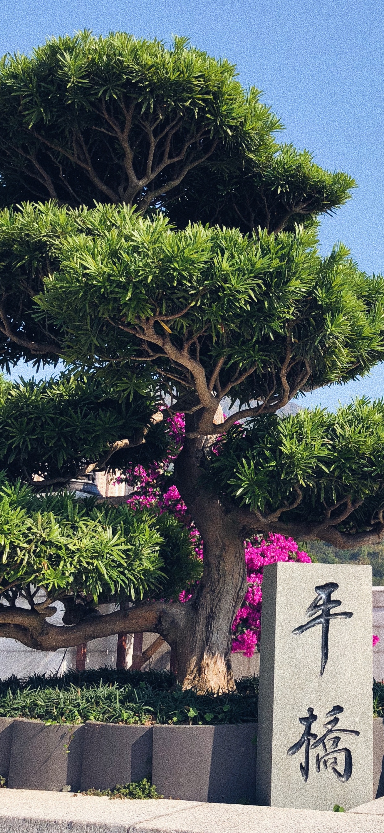 Hongkong, Baum, Bonsai, Biologie, Wissenschaft. Wallpaper in 1242x2688 Resolution