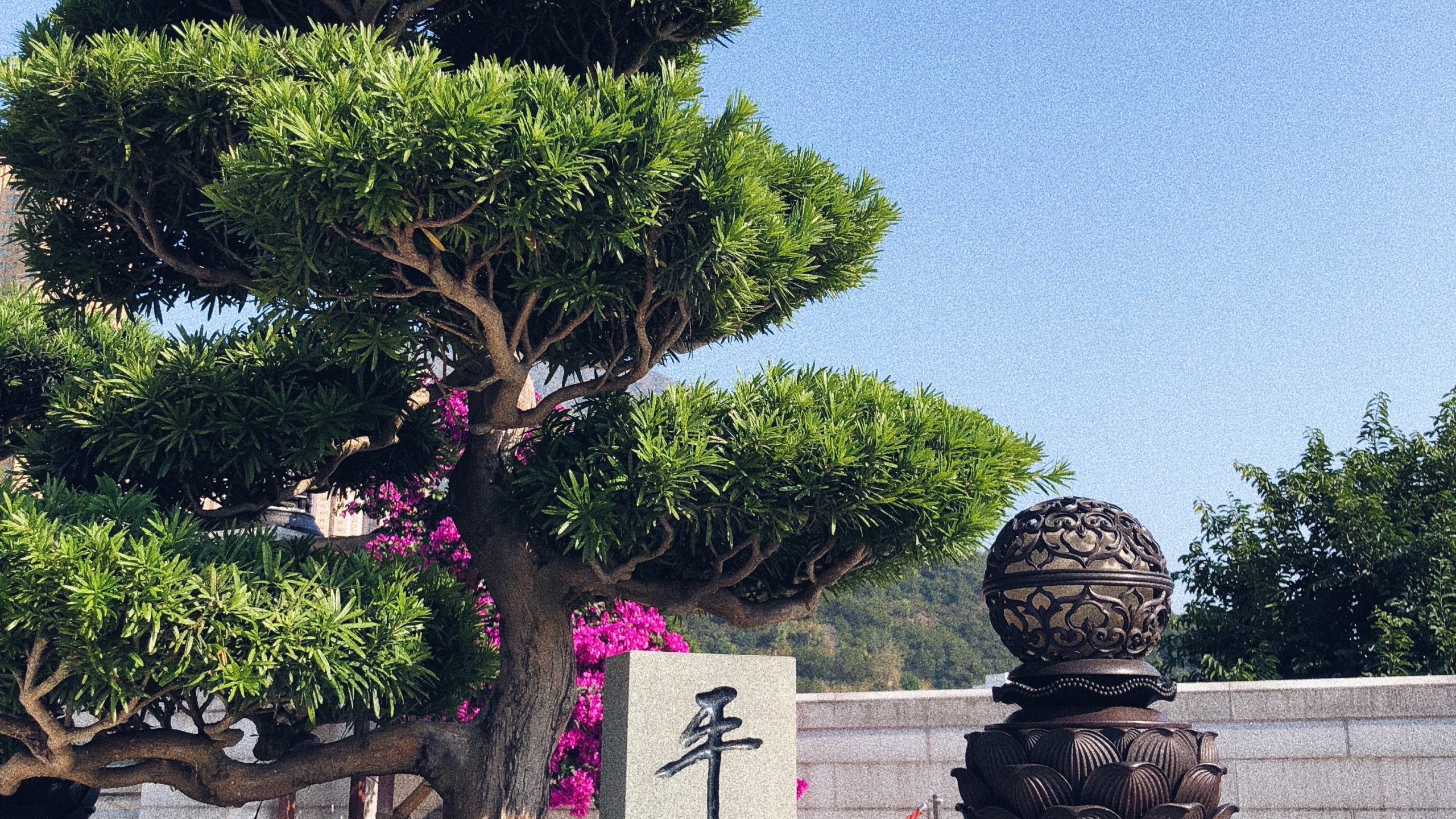 Hongkong, Baum, Bonsai, Biologie, Wissenschaft. Wallpaper in 2560x1440 Resolution