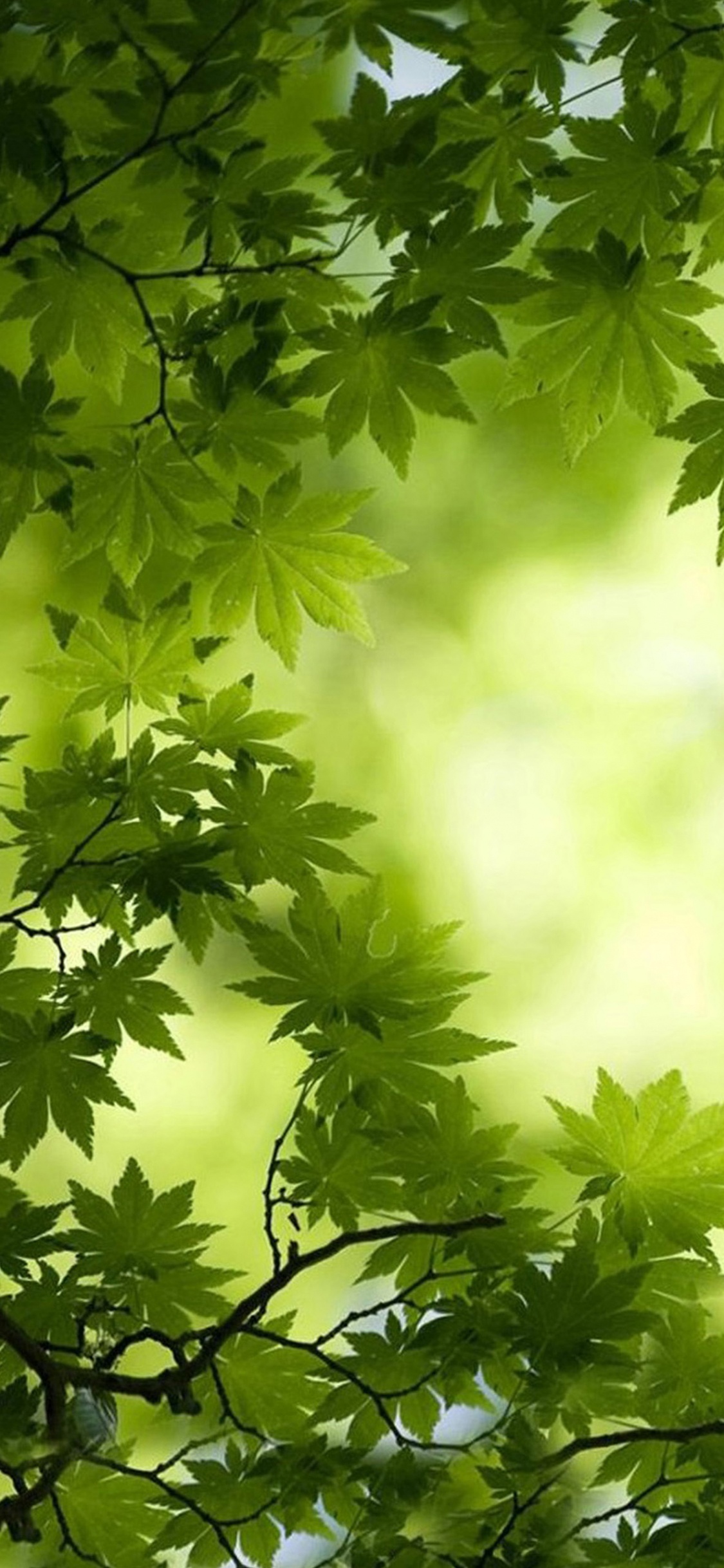 Green, Leaf, Nature, Tree, Vegetation. Wallpaper in 1125x2436 Resolution