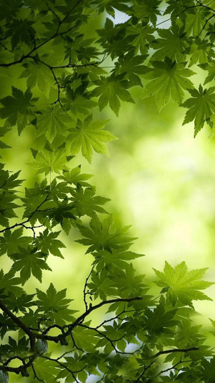Green, Leaf, Nature, Tree, Vegetation. Wallpaper in 750x1334 Resolution