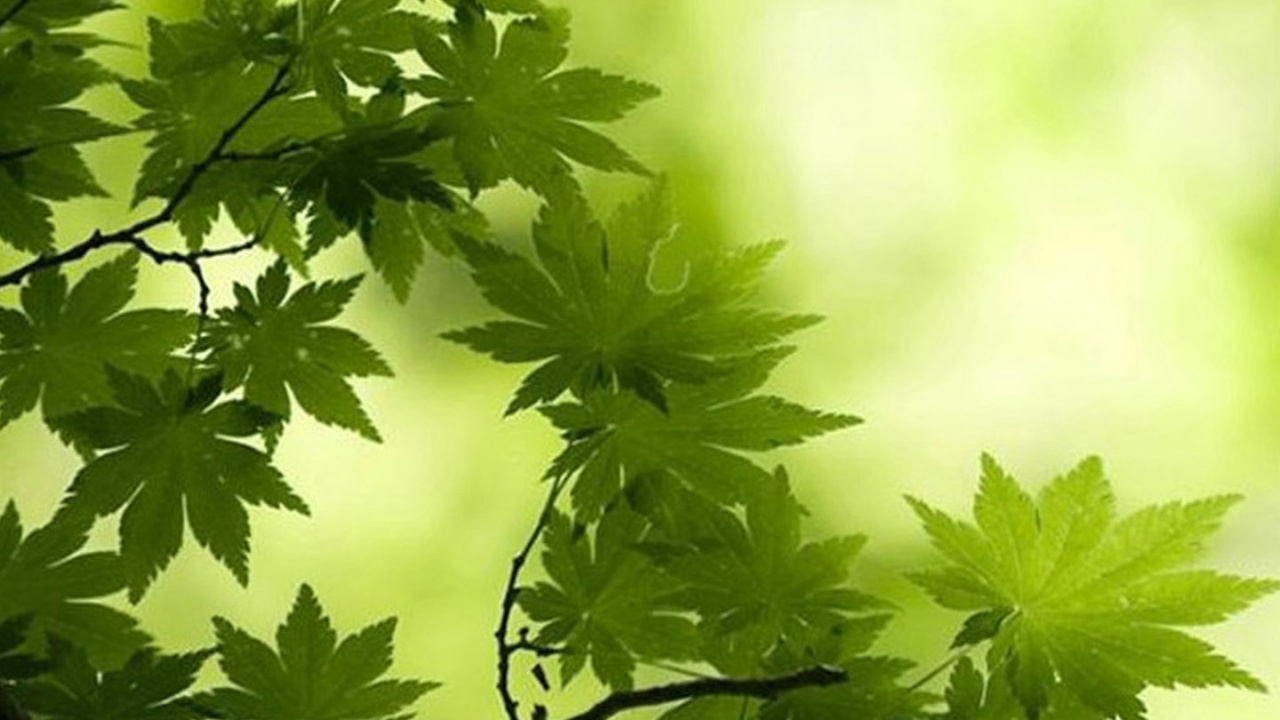 Verde, Naturaleza, la Vegetación, Sucursal, Planta Leñosa. Wallpaper in 1280x720 Resolution