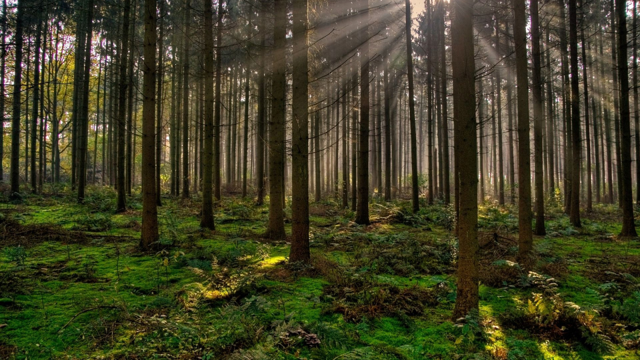 Green Grass and Trees During Daytime. Wallpaper in 1280x720 Resolution