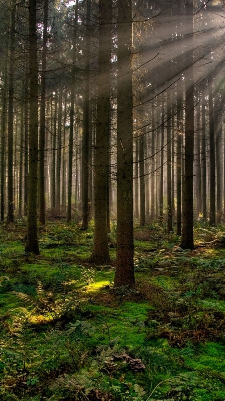 Green Grass and Trees During Daytime. Wallpaper in 720x1280 Resolution
