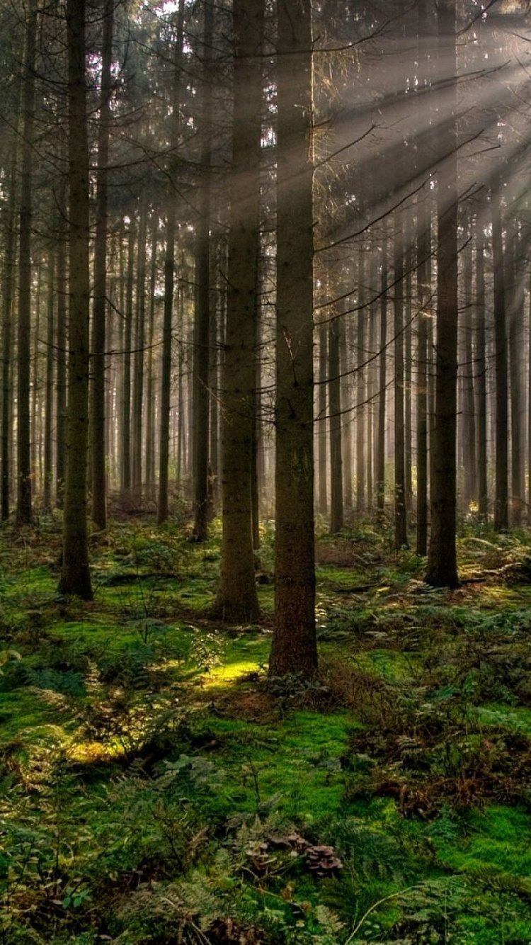 Green Grass and Trees During Daytime. Wallpaper in 750x1334 Resolution