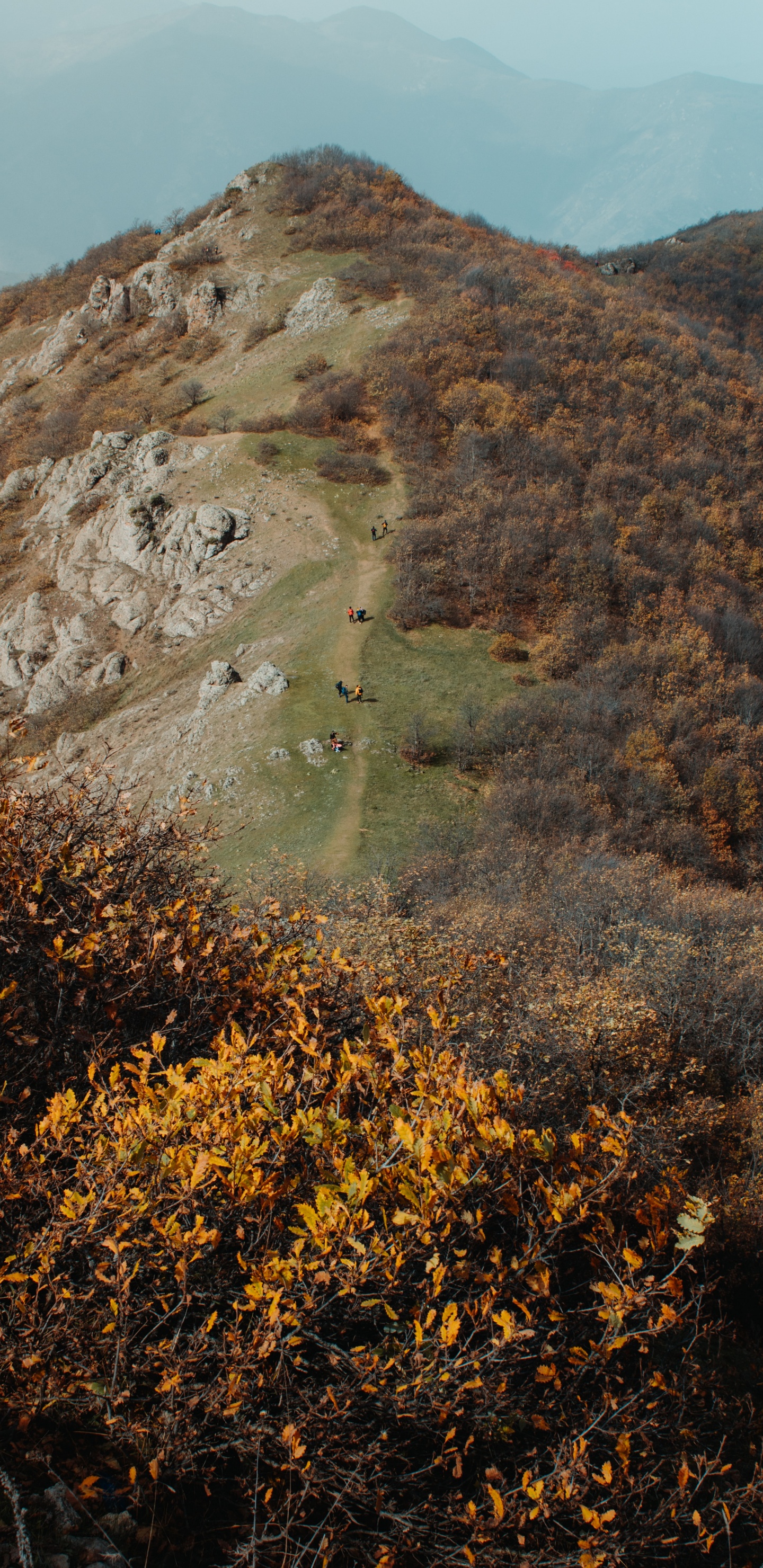 Wildnis, Hill, Blatt, Rock, Pflanzen-Gemeinschaft. Wallpaper in 1440x2960 Resolution