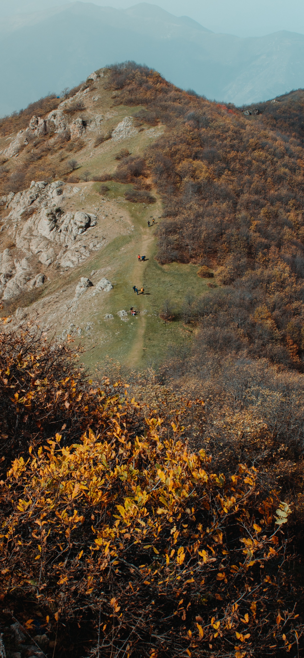 Wilderness, Hill, Leaf, Rock, Plant Community. Wallpaper in 1242x2688 Resolution