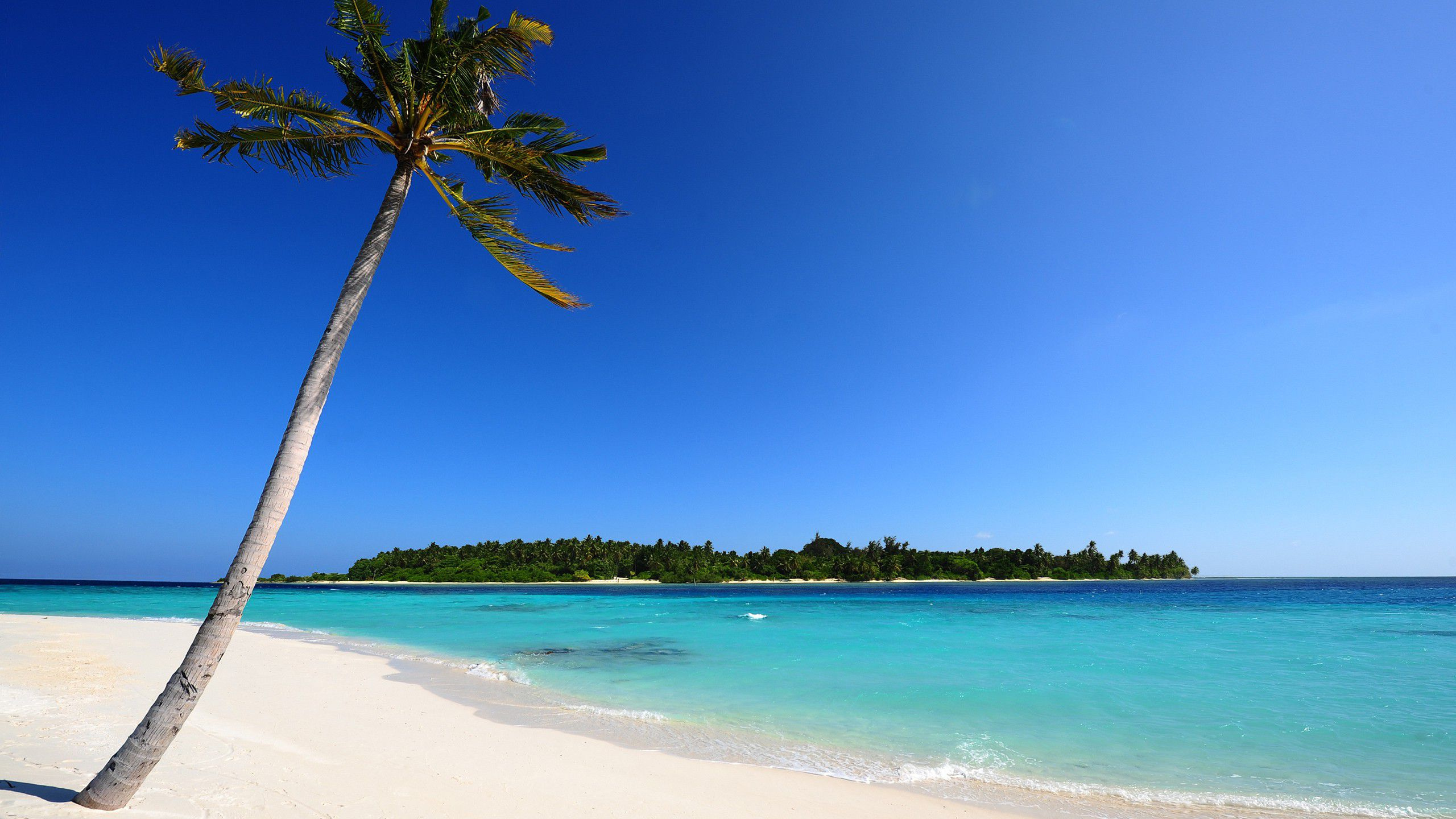 Green Palm Tree on White Sand Beach During Daytime. Wallpaper in 2560x1440 Resolution
