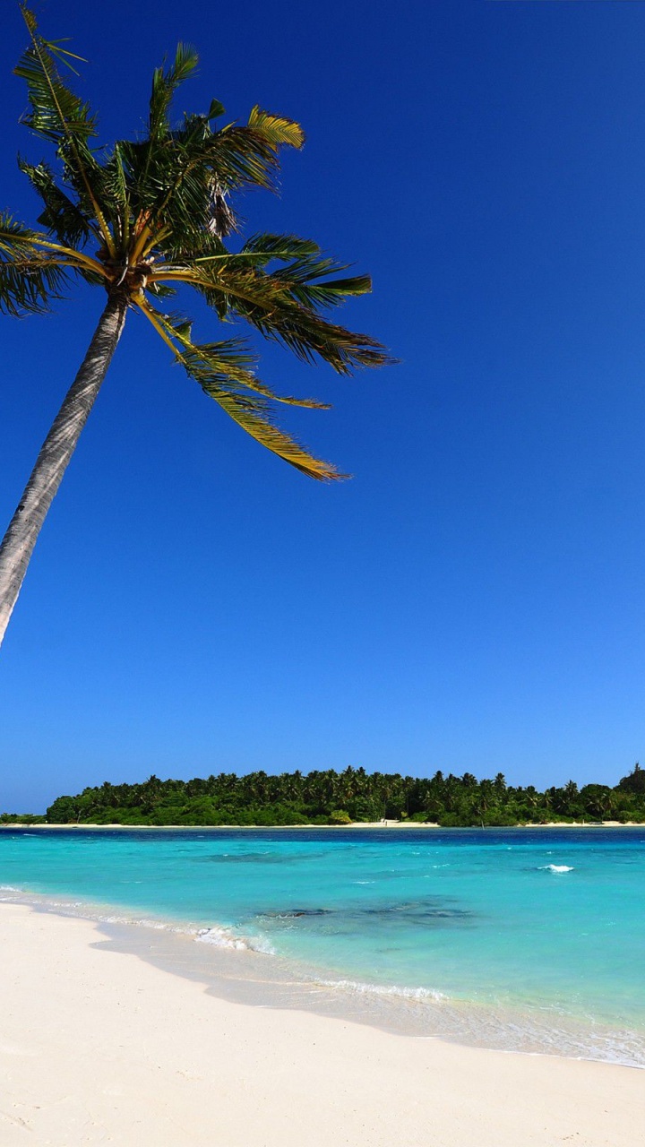Green Palm Tree on White Sand Beach During Daytime. Wallpaper in 720x1280 Resolution