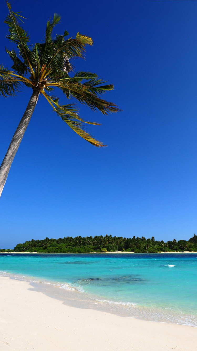 Green Palm Tree on White Sand Beach During Daytime. Wallpaper in 750x1334 Resolution
