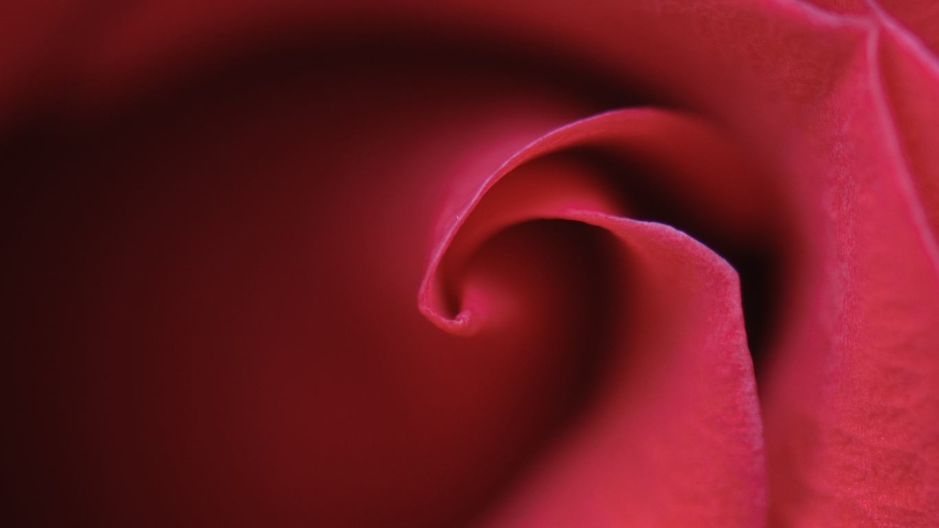 紫色的, 玫瑰花园, 红色的, 粉红色, 玫瑰家庭 壁纸 1366x768 允许