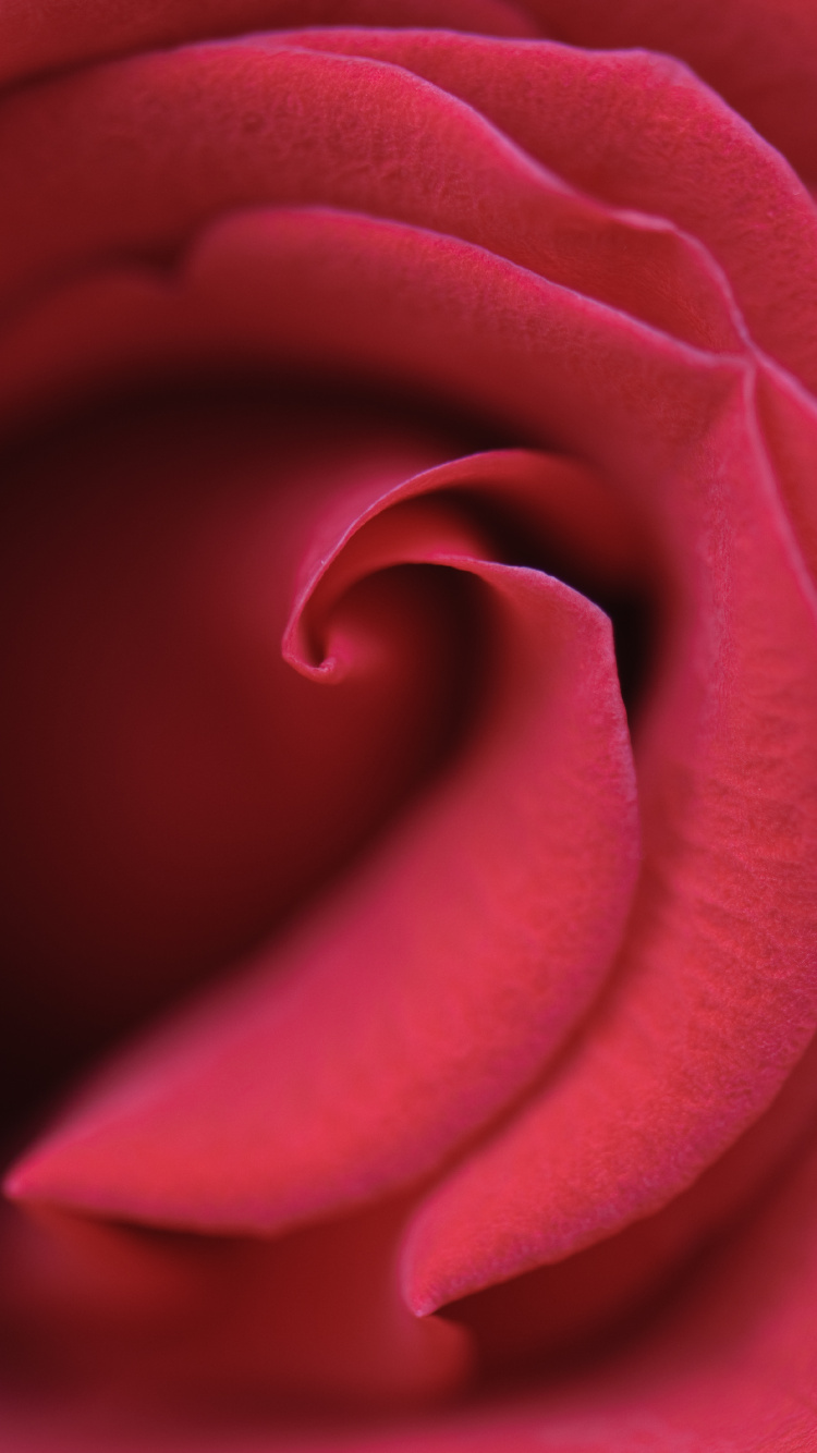 Rosa Rosa en Flor Cerrar Foto. Wallpaper in 750x1334 Resolution