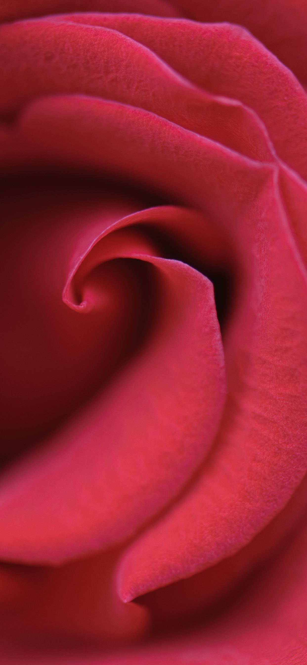 Rose Rose en Fleur Photo en Gros Plan. Wallpaper in 1242x2688 Resolution